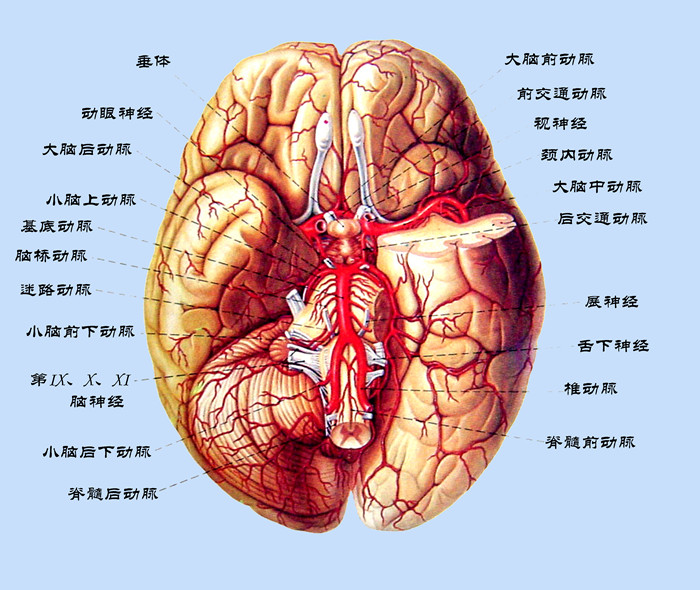 腦底部血管的實體解剖圖.jpg